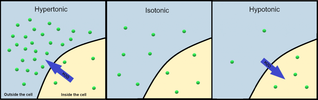Hypertonic, Isotonic, and Hypotonic Examples