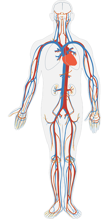 Circulatory System Path - Difference Between Blood and Lymph