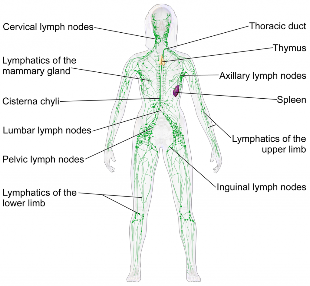 Lymphatic System - Difference Between Blood and Lymph