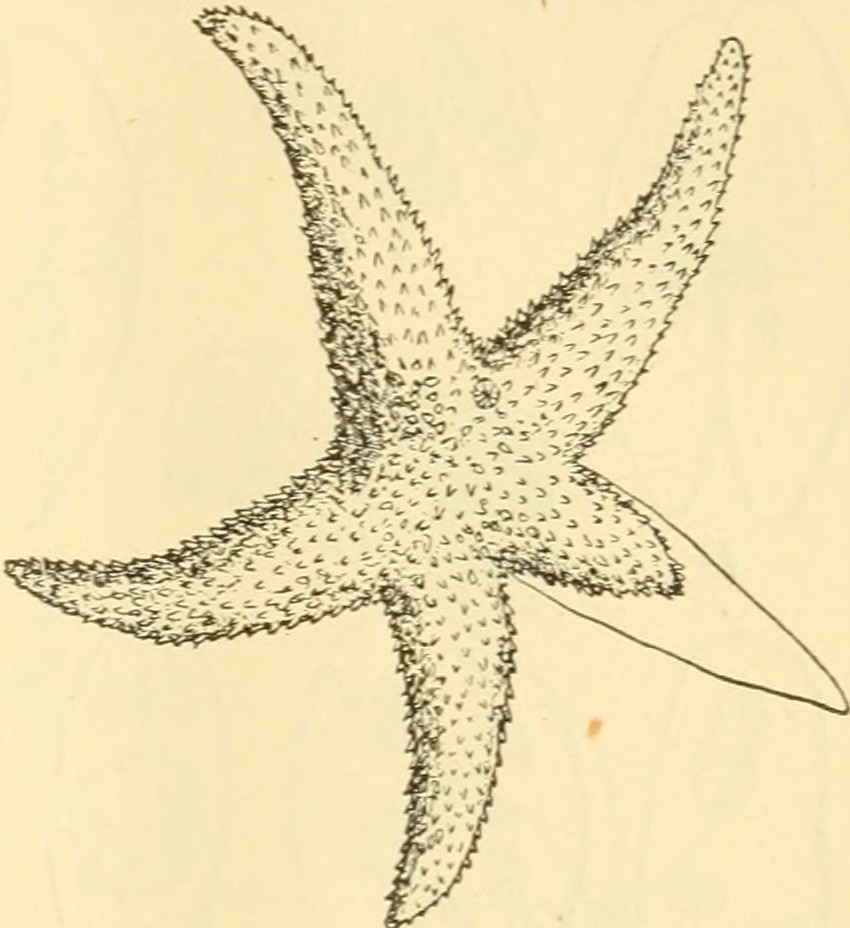 Regeneration of an Arm in Starfish - The missing arm of the starfish will be regenerated till its central core is connected.