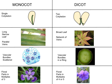 Key Difference Between Monocots and Dicots