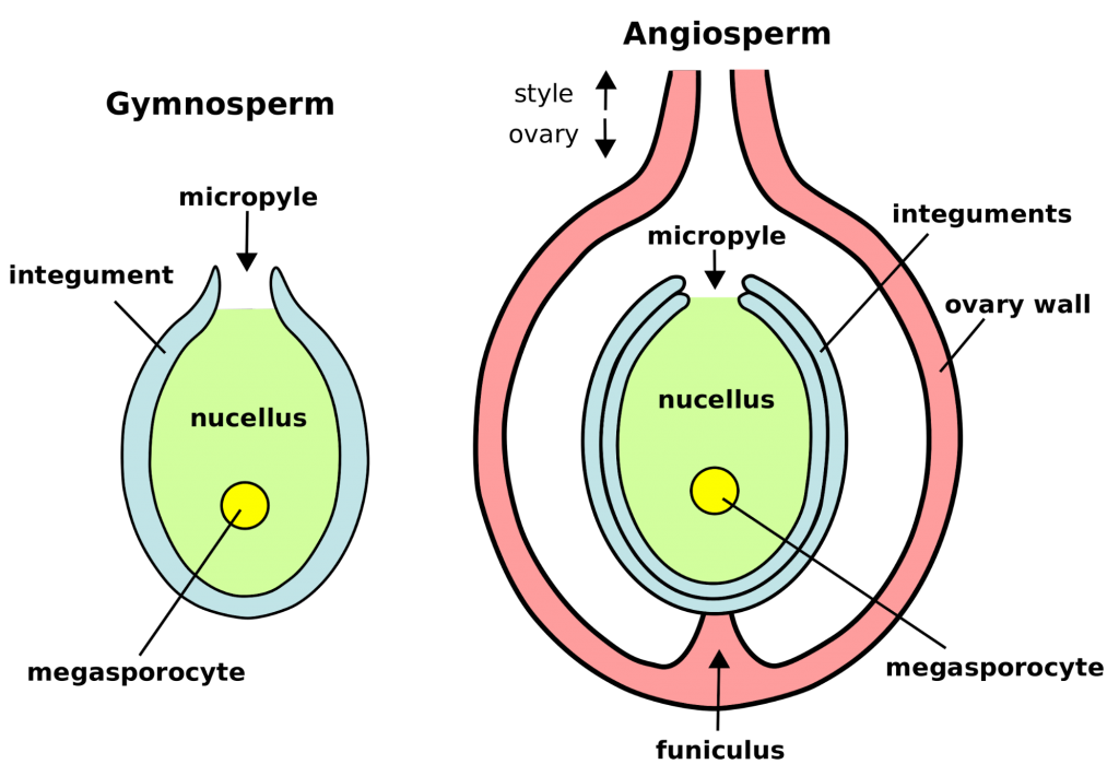Ovule in gymnosperms & angiosperms