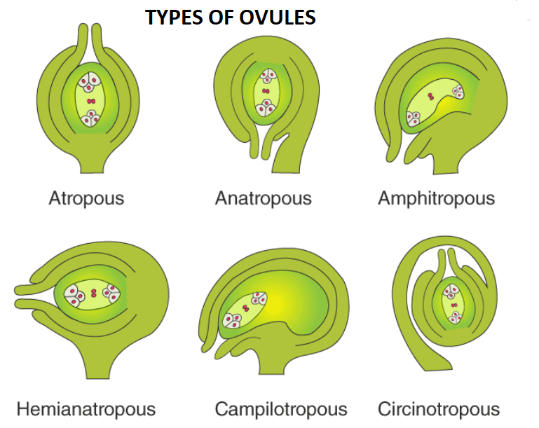Types of Ovule