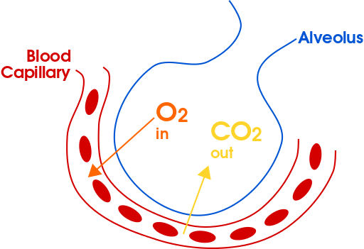 Exchange of gases taking place on the surface of an alveolus - External Respiration