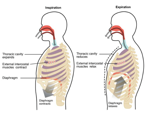 The mechanism of breathing: inspiration (left) and expiration (right)