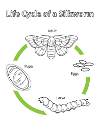 Lifecycle of a Silkworm
