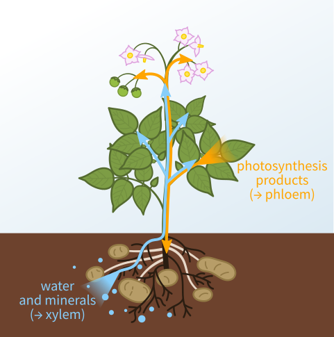 Phloem transports products of photosynthesis to various parts of the plant - Difference between Xylem and Phloem