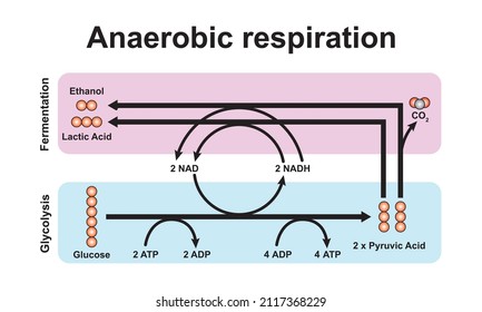 Flowchart of Anaerobic Respiration