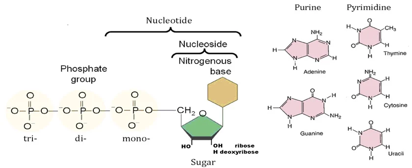 Nucleoside Structure