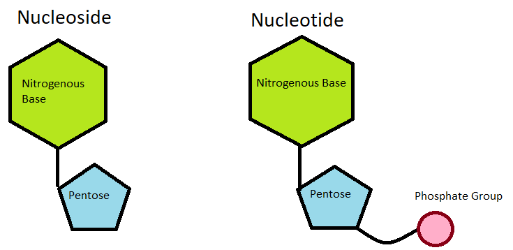 Nucleotides and Nucleosides