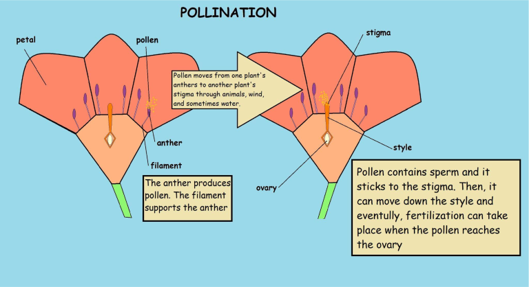 Pollination Diagrammatic Representation