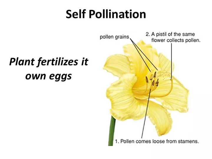 Self-Pollination