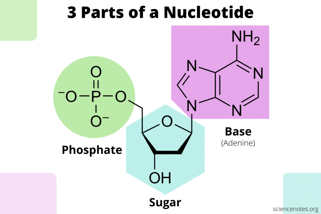 Structure of a Nucleotide