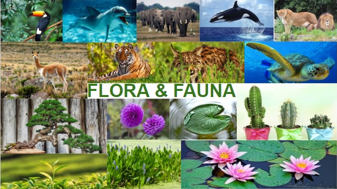 Distinguish Between Flora and Fauna