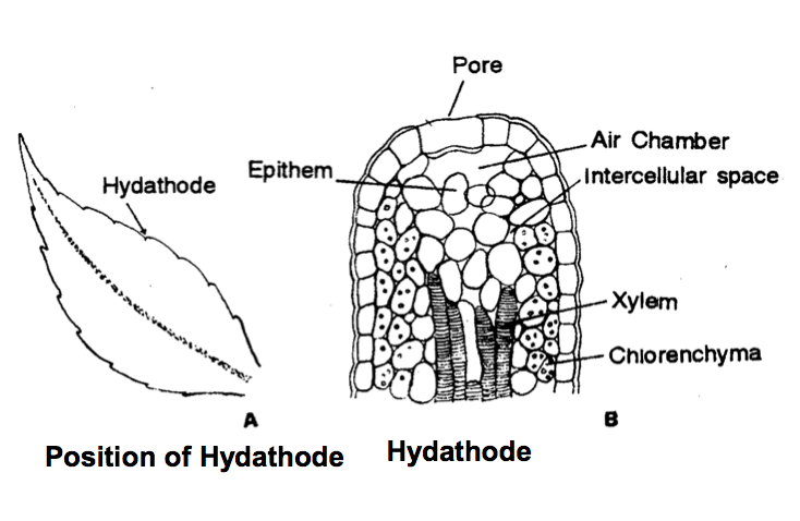 Structure of Hydathodes