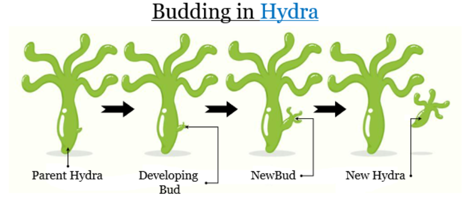 Budding in hydra