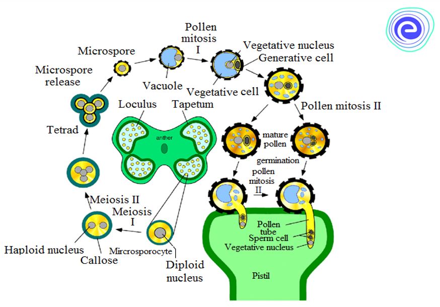 Microsporogenesis Diagram