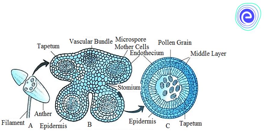 A- Stamen,
B- Transverse Section (T.S.) of Anther,
C- T.S. of Microsporangium